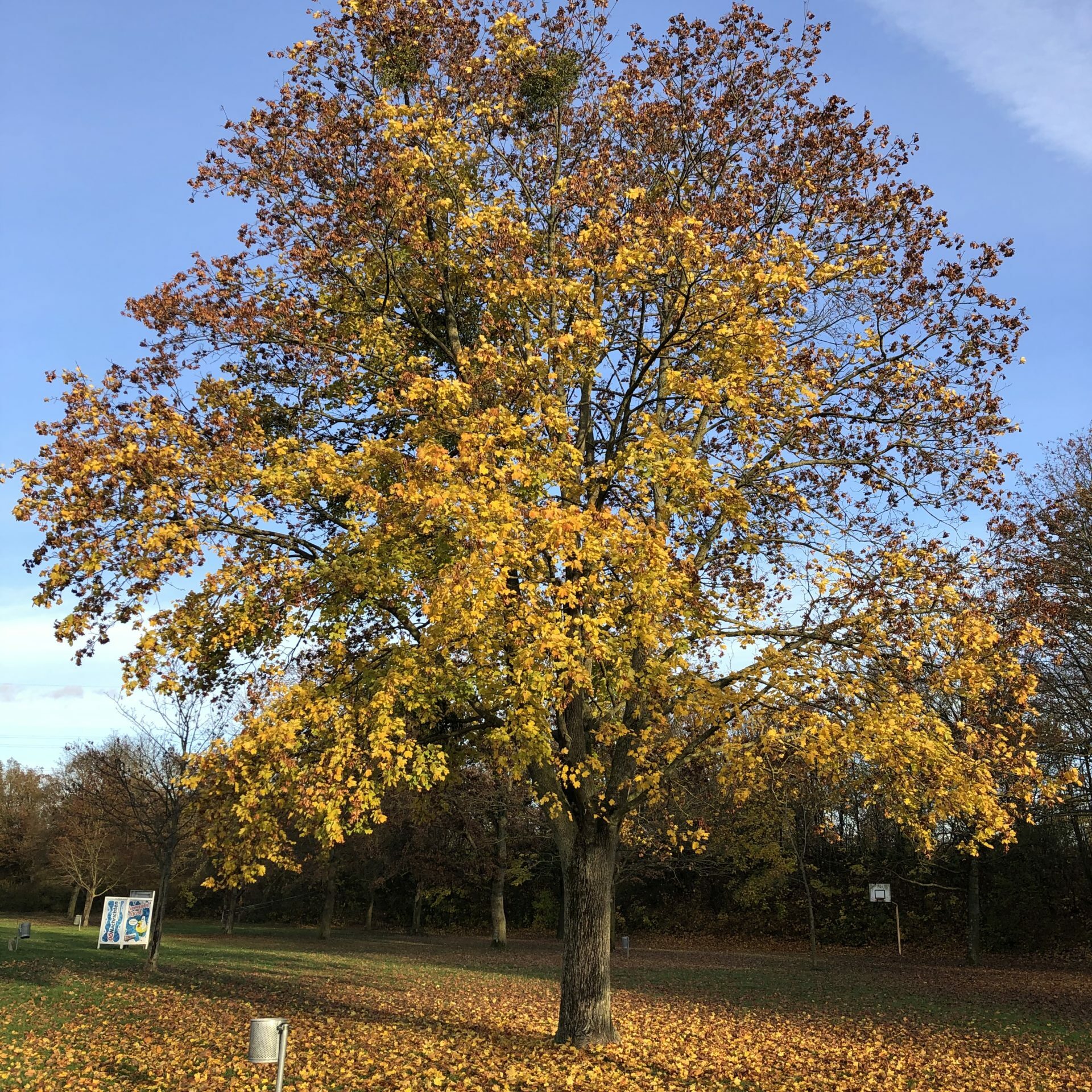 Baum_Herbst